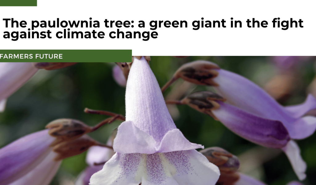 Farmers Future - Paulownia tree